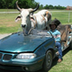 Image for article titled Ten White Trash Cars To Match Your Mullet